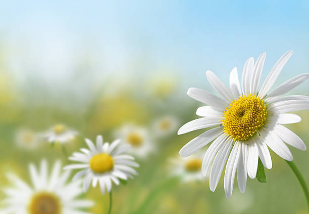 5120x1440p 329 Daisies Images: Exploring the Beauty in High Resolution