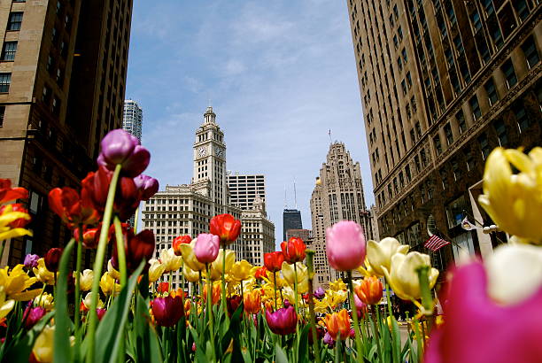 Your One-Stop Shop for Flower Delivery Chicago ProFlowers