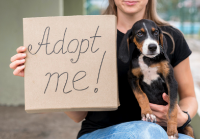 What conditions do you have to meet to adopt a dog?