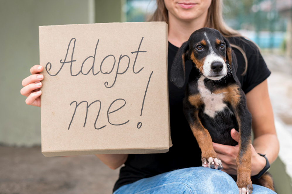 What conditions do you have to meet to adopt a dog?